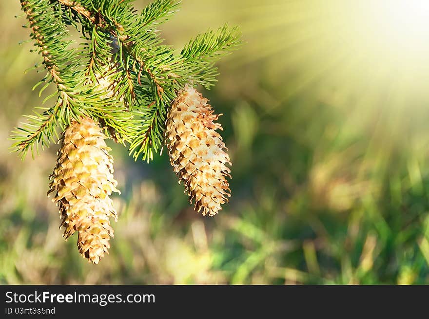 Close up on fir cones in autumn sun. Close up on fir cones in autumn sun