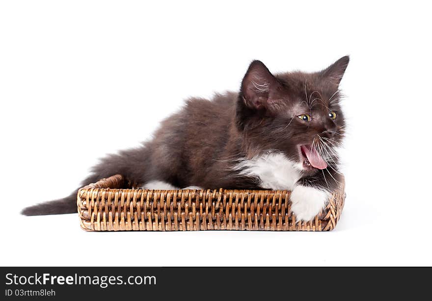 Brown kitten on white background