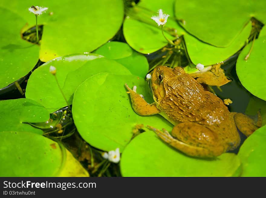 Frog hiding under Lily leave in small pond