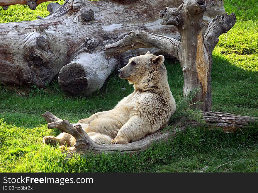 Bear sit on armchair at the zoo