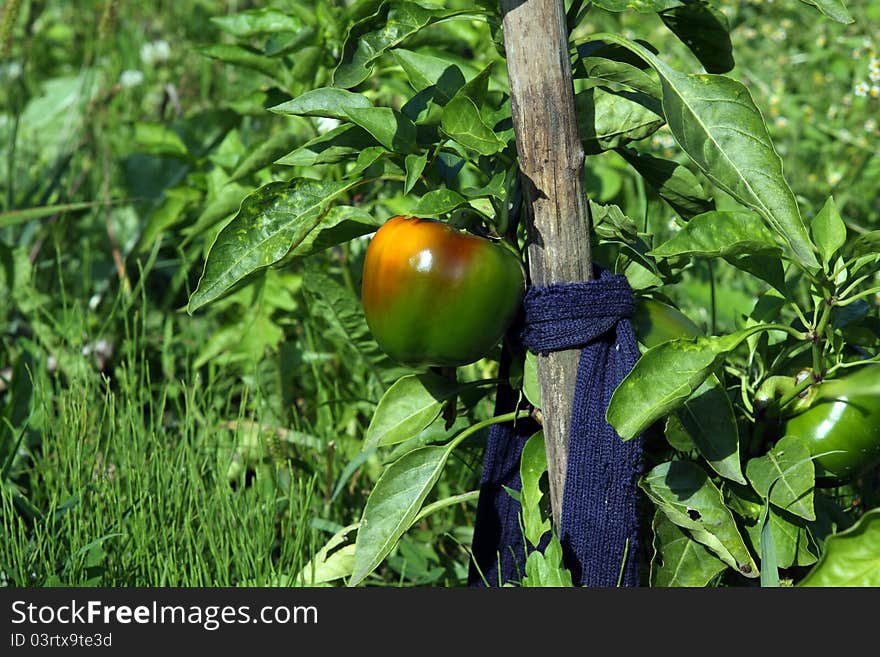 Fresh green pepper