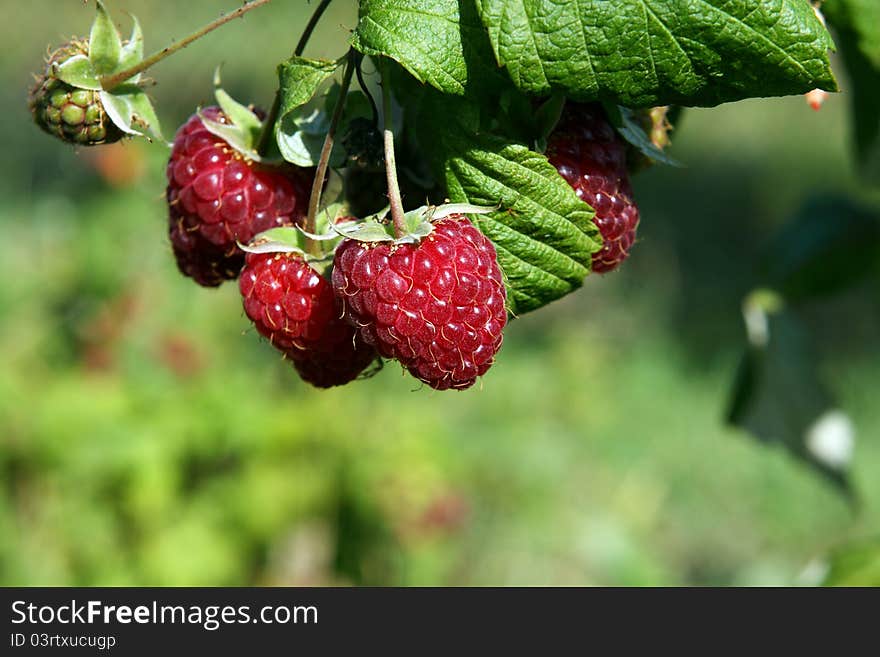 Raspberry Outdoors