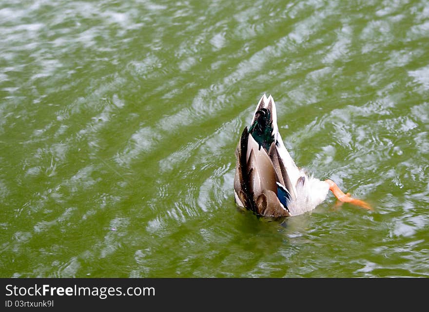 Duck head in the water