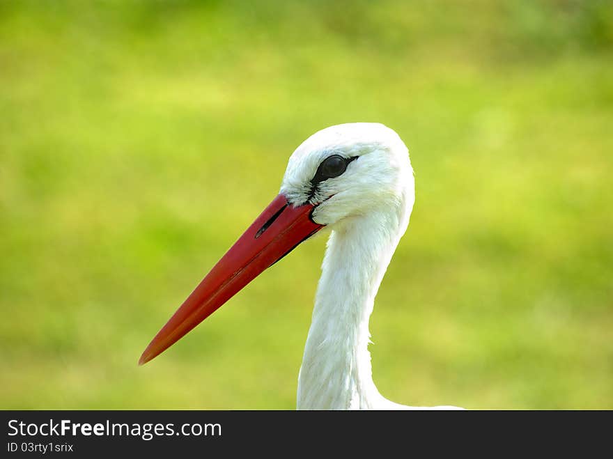 Stork