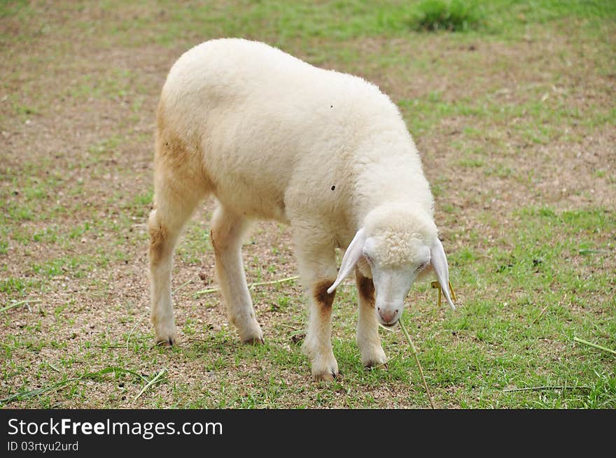 One sheep is during eat grass at farm in Ratchburi of Thailand