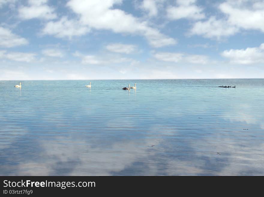 Swans swimming on calm waters