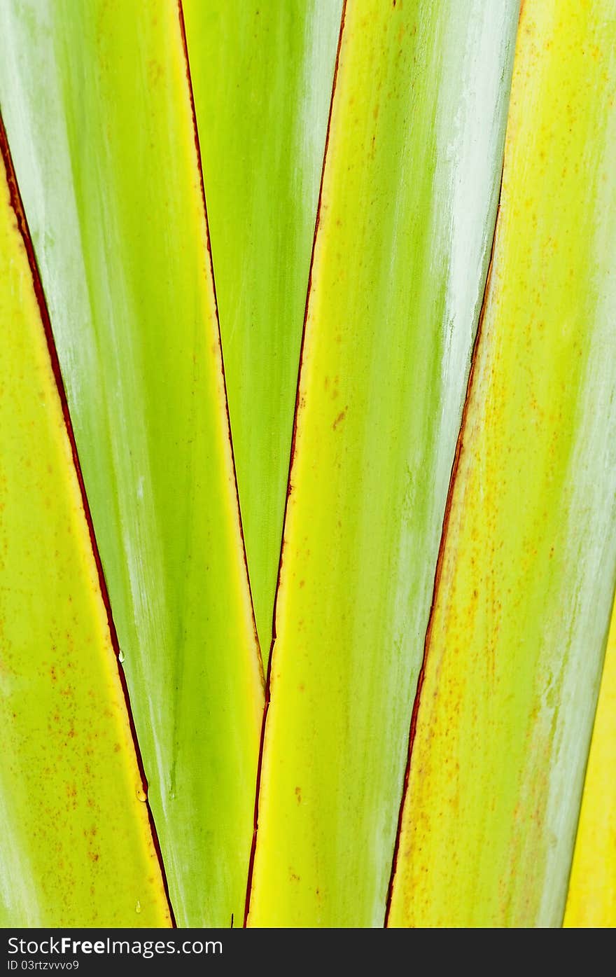 Closeup of green leaves with Black line. Closeup of green leaves with Black line