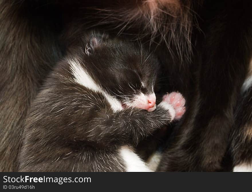 Close-up image of newborn kitten sleeping against her mother.