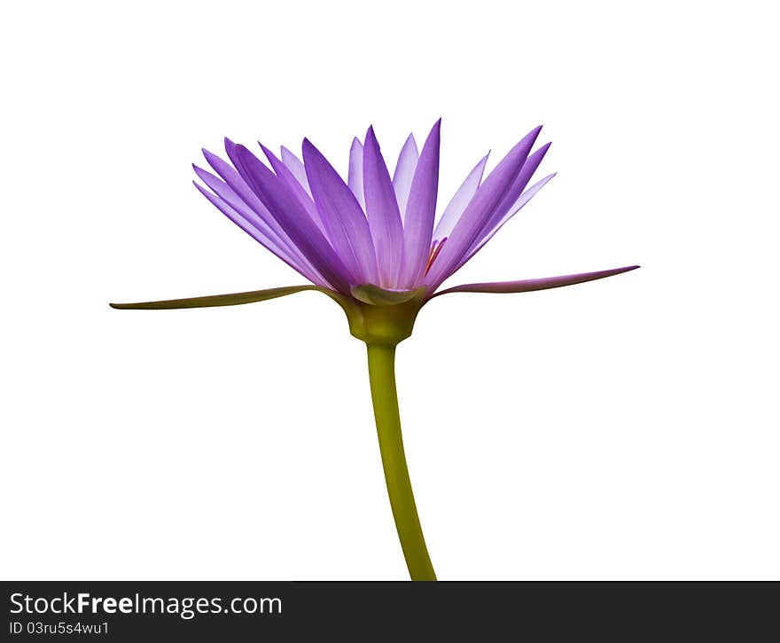 Side view of Water lily isolated on white. Side view of Water lily isolated on white