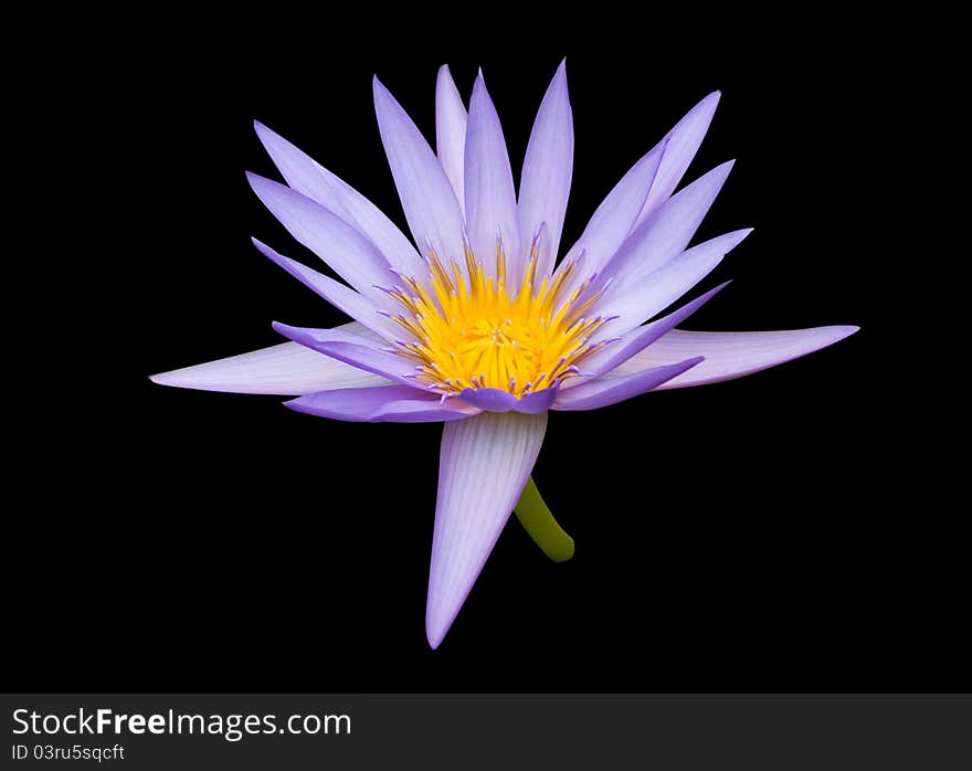 Purple water lily isolated on black background. Purple water lily isolated on black background