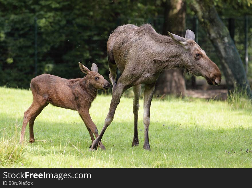 The adult elk with its juvenile in the grassland. The adult elk with its juvenile in the grassland.