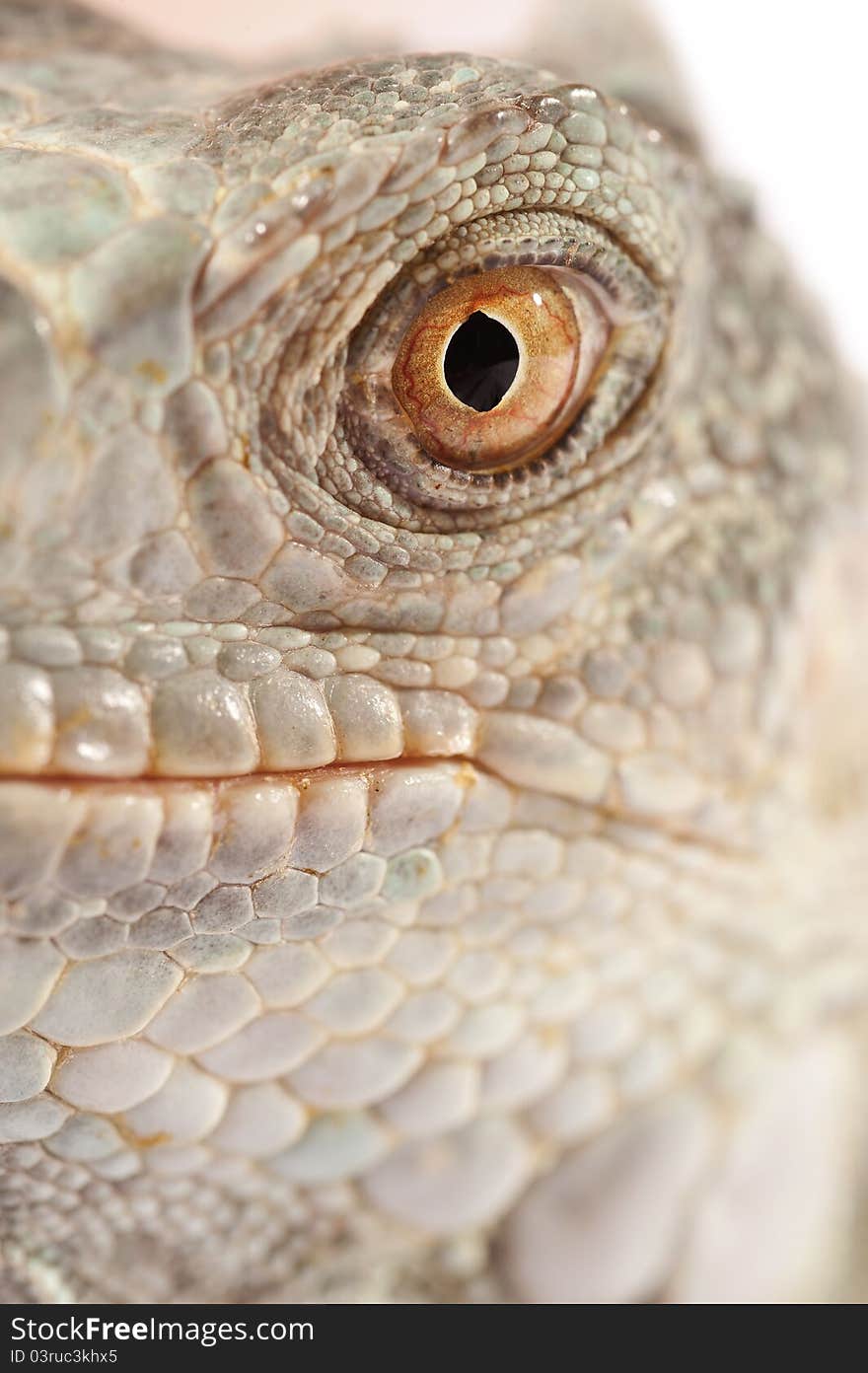 Green iguana muzzle on white background. Green iguana muzzle on white background