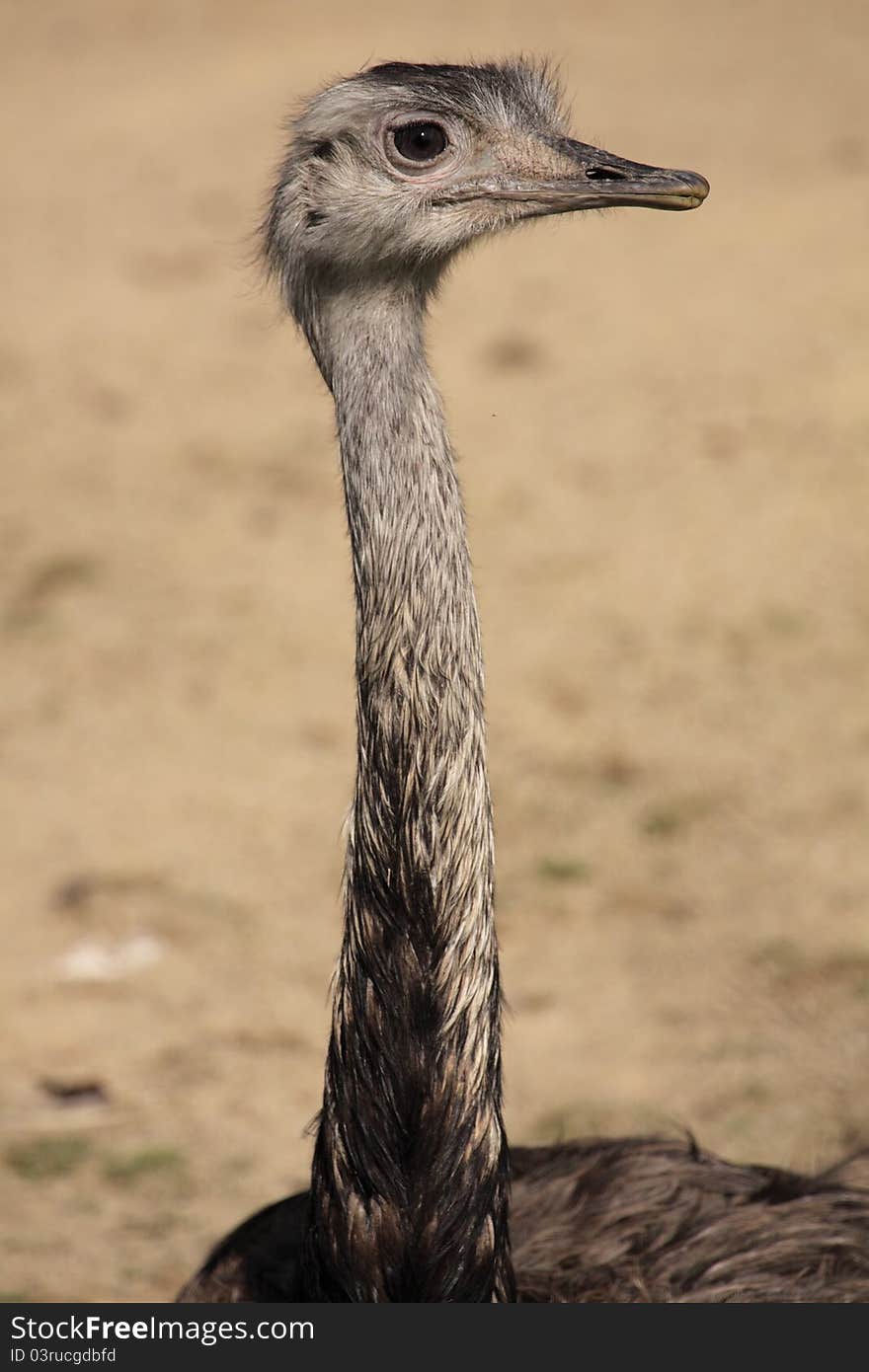 Greater rhea