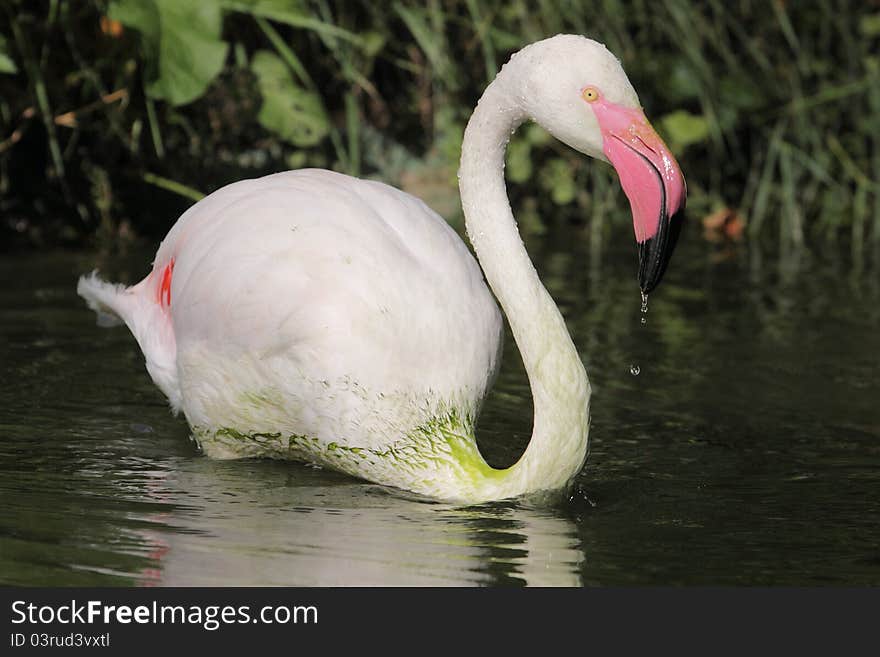 Greater Flamingo