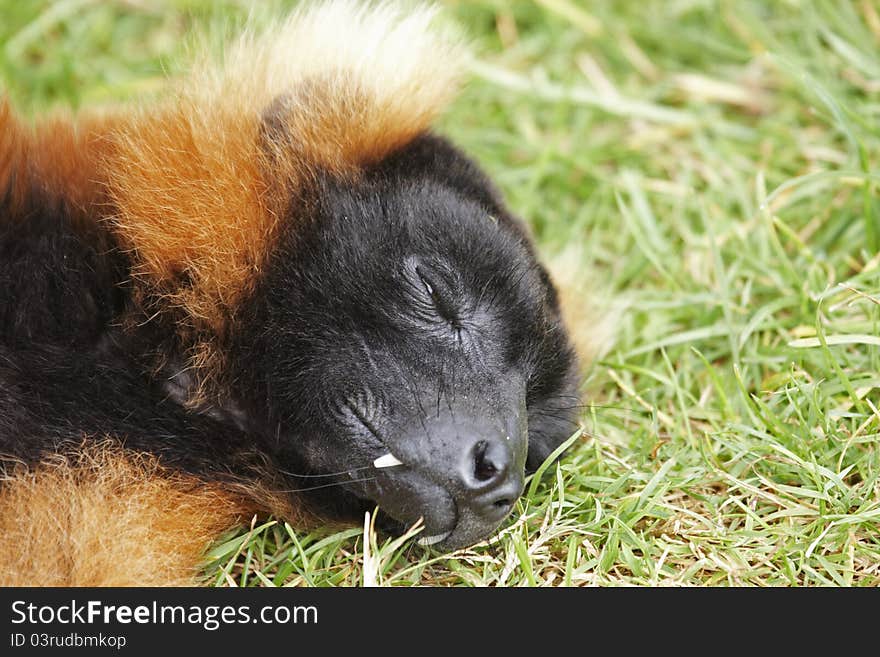 A close-up of a Red Ruffed Lemur's head showing its fangs.