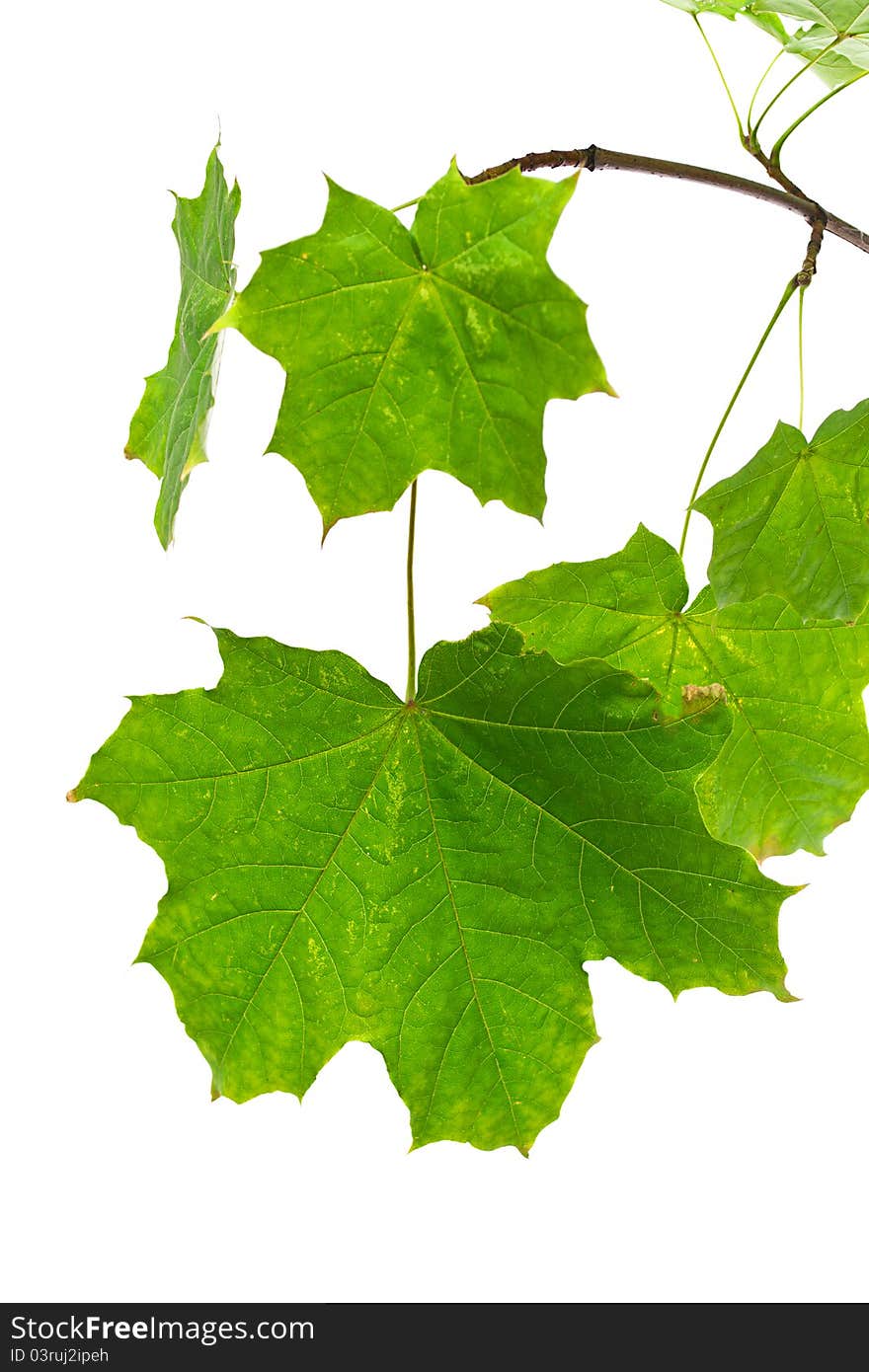 Green maple leaves isolated on white