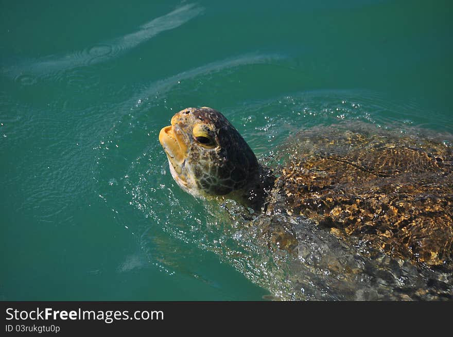 Green Sea Turtle