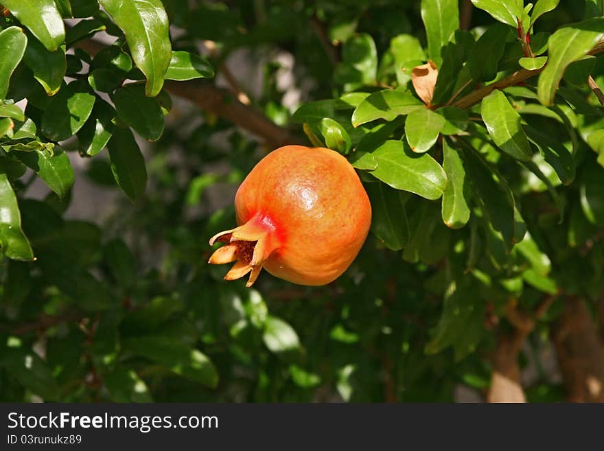 Red pomegranate on a tree