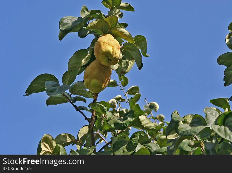 Yellow quince in green nature