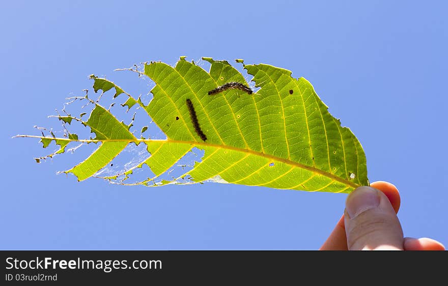 Couple caterpillars on the leaf of tree