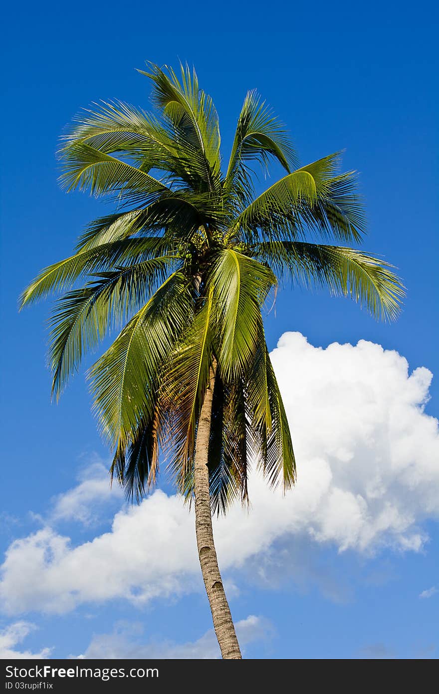 Coconut Tree With Blue Sky