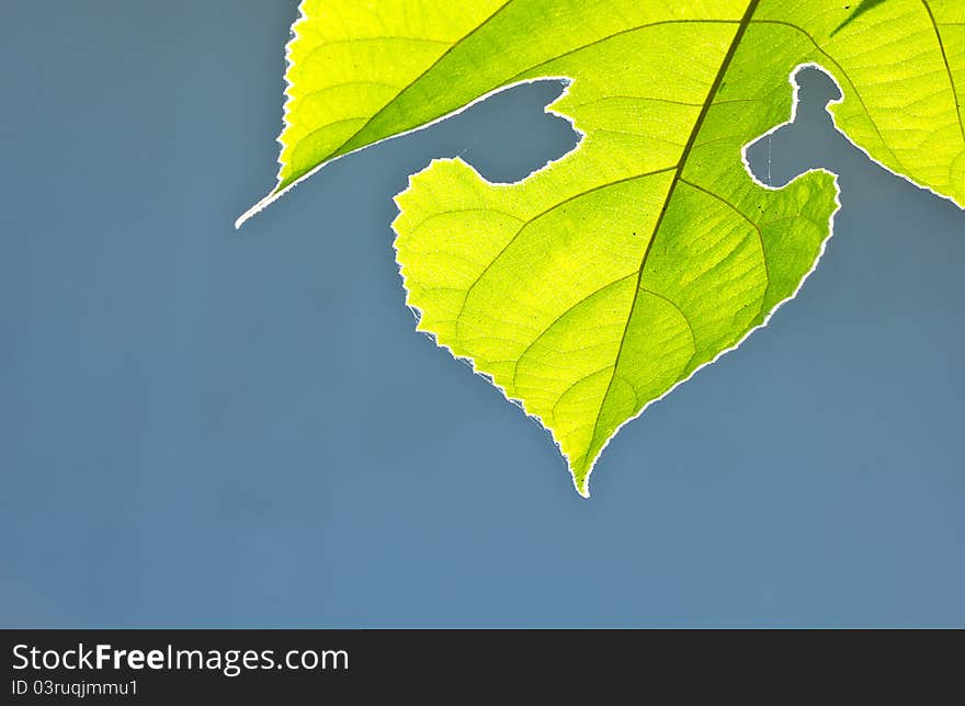 Green leaf on the background