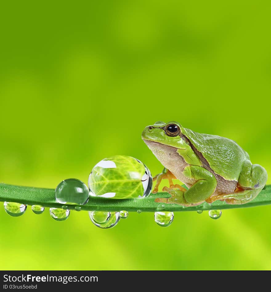 Little green tree frog on dewy leaf. Little green tree frog on dewy leaf