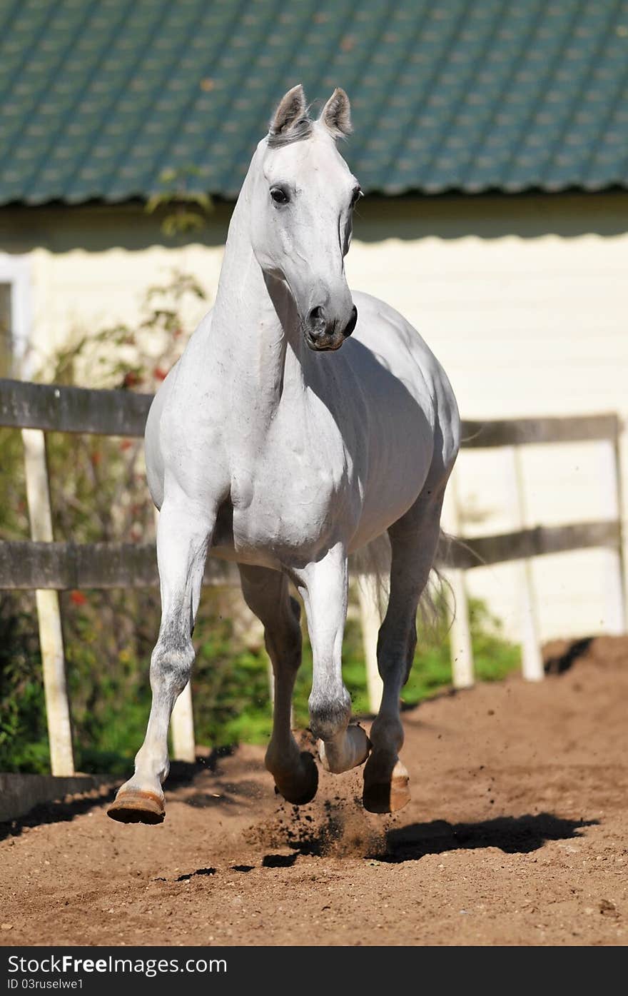 White horse runs trot in summer