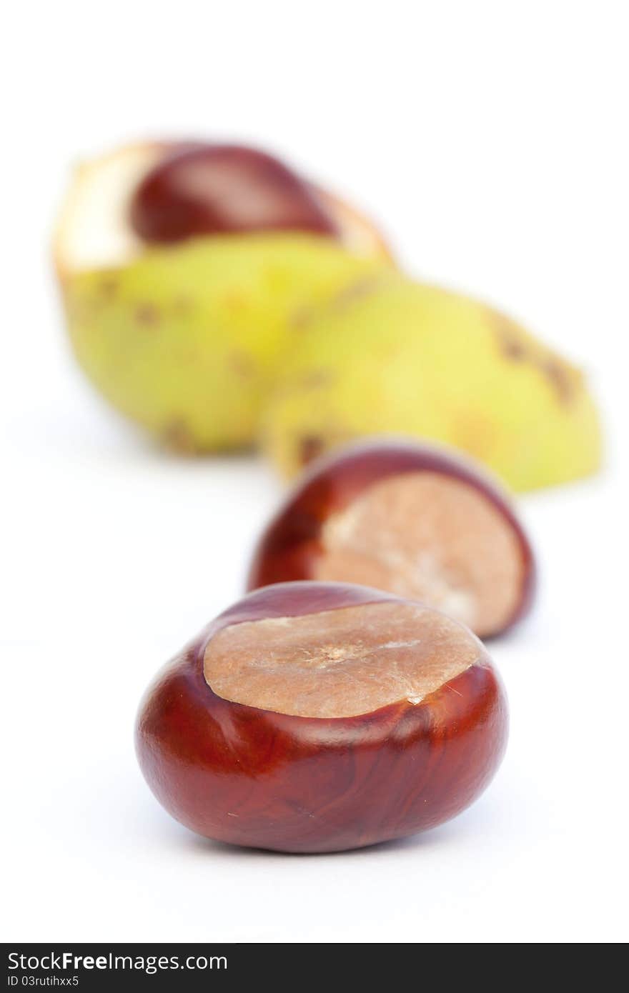 Chestnut on a white background