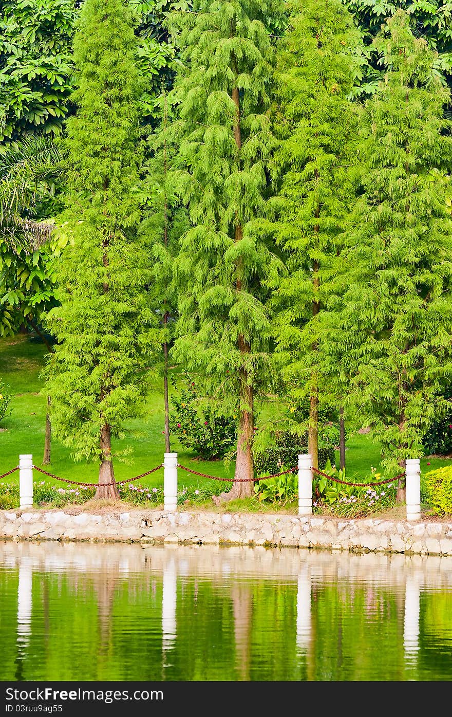 Tree  And  Lake