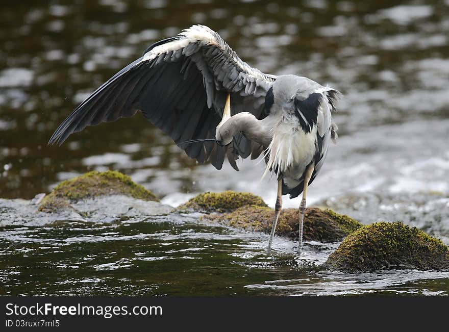 Grey Heron (Ardea cinerea) preening