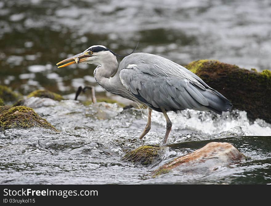 Grey Heron (Ardea cinerea) with fish