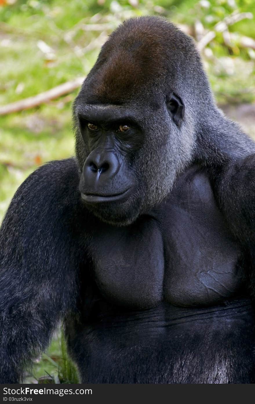 Silverback gorilla