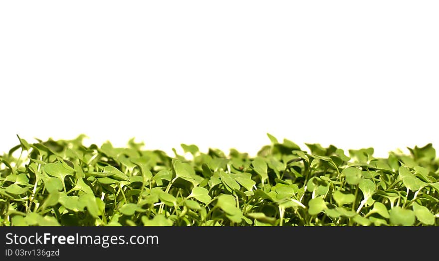 Green baby rocket leaves on a white background. suitable for foregrounds among other situations. Green baby rocket leaves on a white background. suitable for foregrounds among other situations