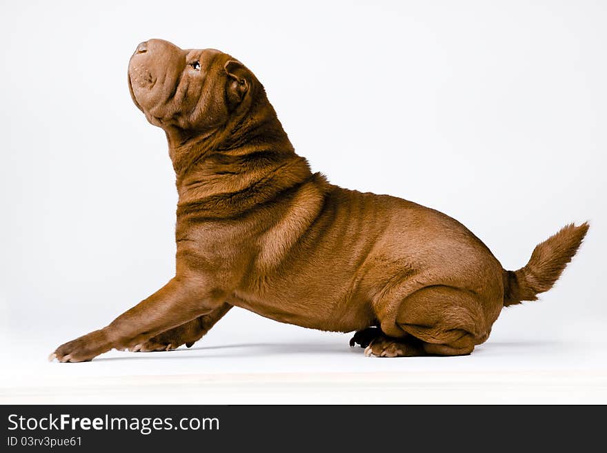 Sharpei