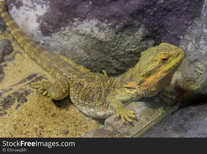 Bearded Dragons ( Pogona vitticeps ) actions on sand