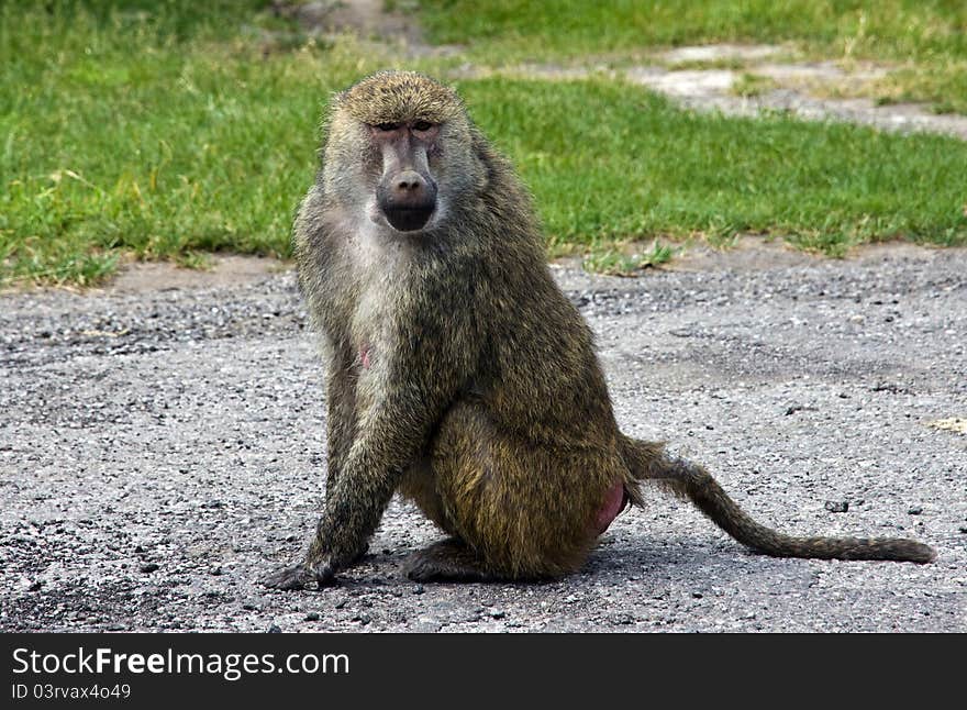 A baboon sitting in the middle of a field looking around