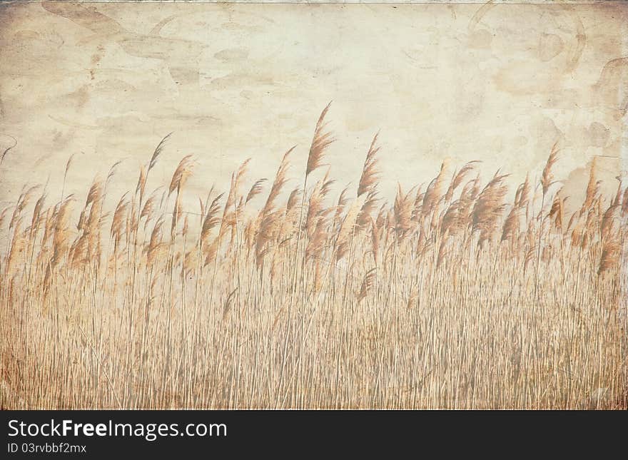 A field of wheat growing blowing in the wind, with a textured background. A field of wheat growing blowing in the wind, with a textured background