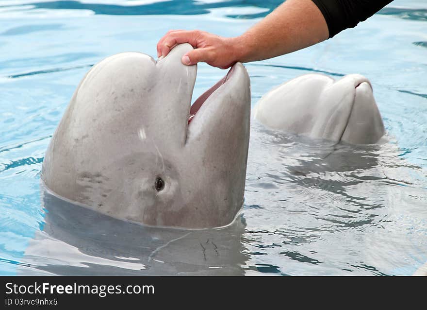 A cute little beluga whale swimming and playing above the water and getting petted. A cute little beluga whale swimming and playing above the water and getting petted.