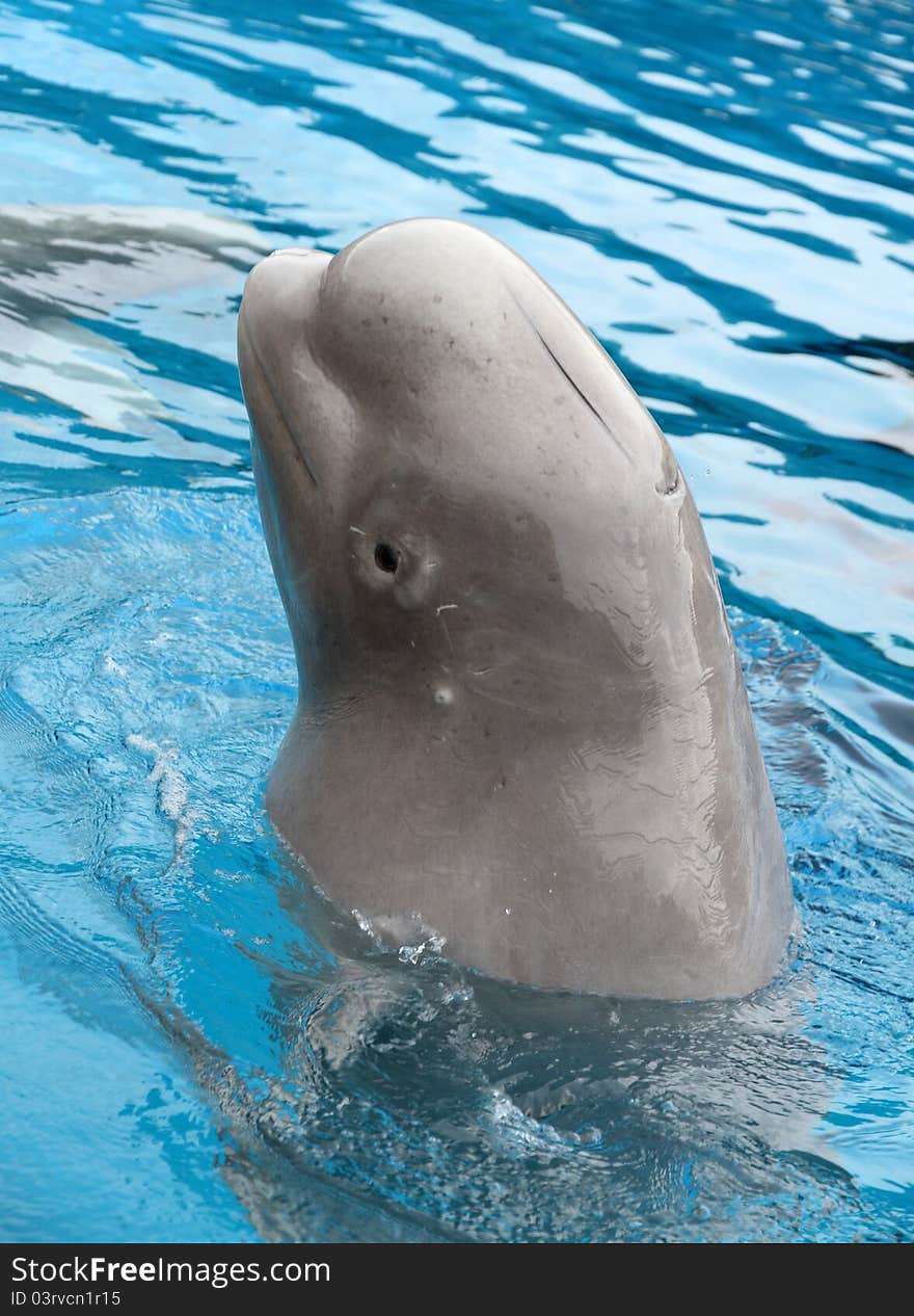 Beluga Whale