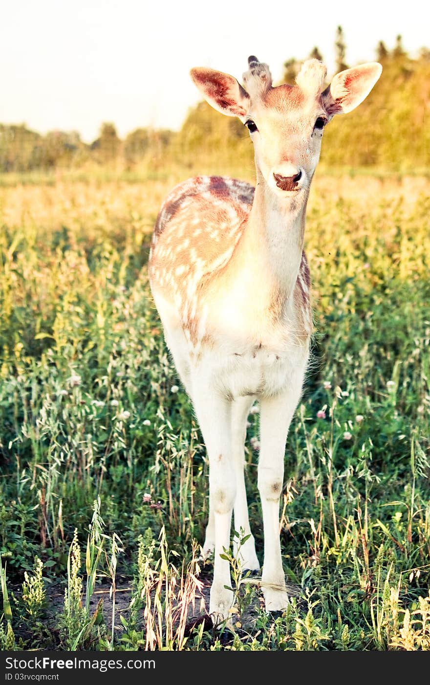 A young male fallow deer standing in a field of grass