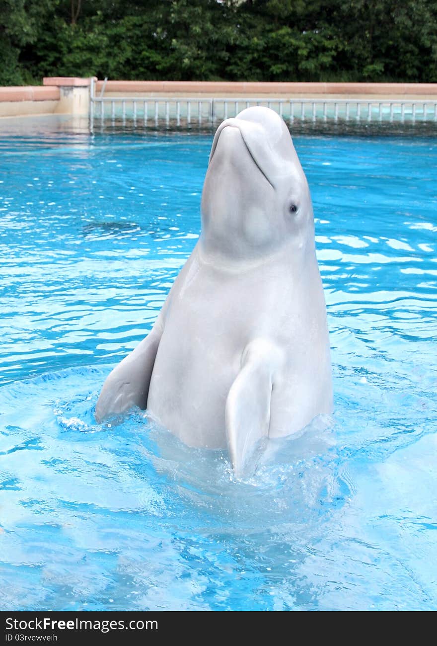 Performing Beluga Whale