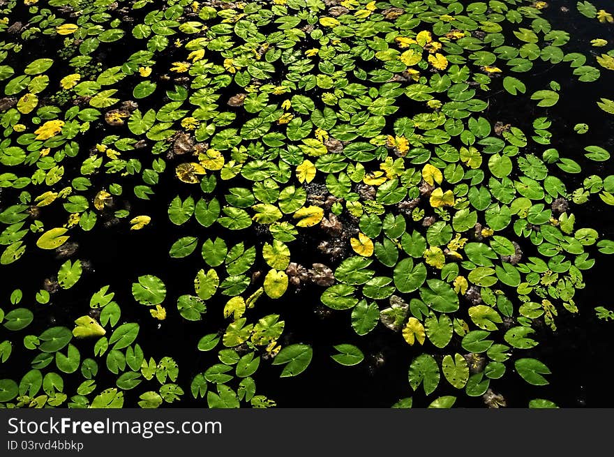 Group of water lemnaceae plants with green leaves floating on the dark water surface. Group of water lemnaceae plants with green leaves floating on the dark water surface