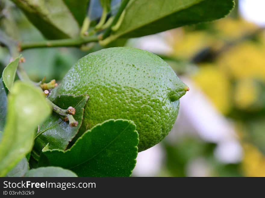 A beatiful lemon growing in a garden. A beatiful lemon growing in a garden