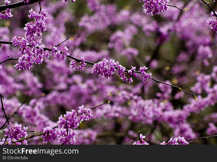 Single redbud blooms on tree