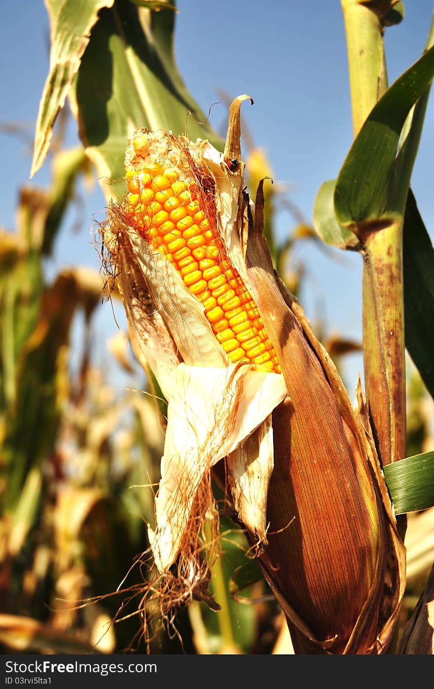 This is taken in sep 2011 in north part of beijing rural area, there are large amount of corn field. This is taken in sep 2011 in north part of beijing rural area, there are large amount of corn field