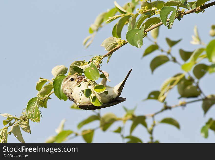 Female Baya Weaver Bird