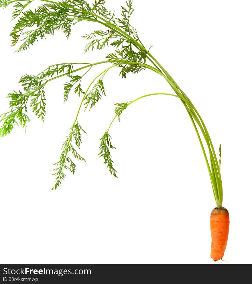 Carrots with leaves