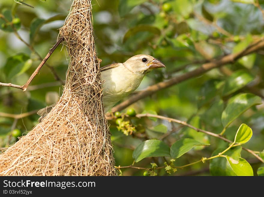 Female Baya Weaver Bird