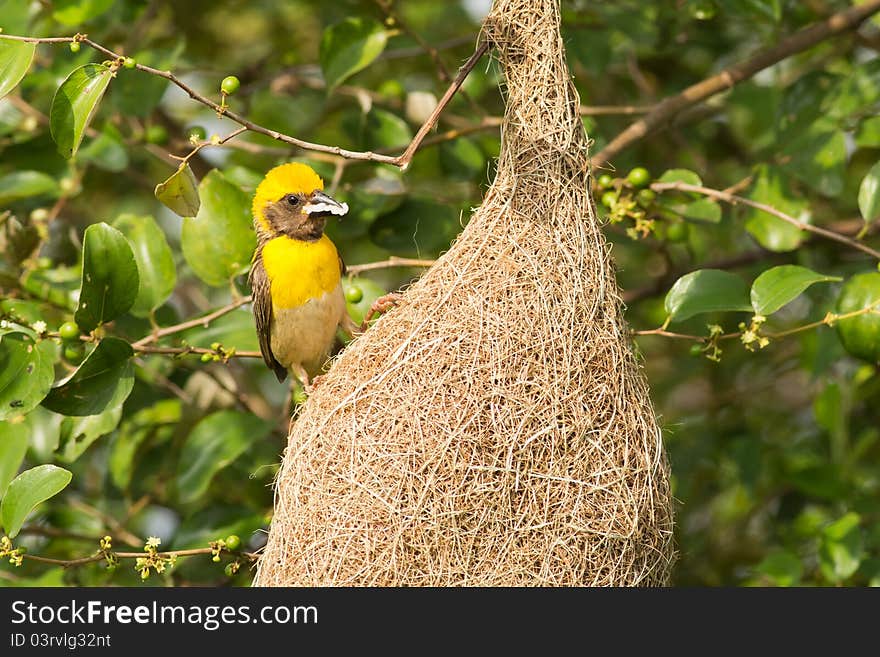 Male Baya Weaver Bird with food in its beak along with its nest